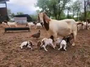 A picture of FEW GOATS REMAINING FOR GRAB WITH FREE DELIVERIES DONE ACROSS