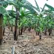 A picture of 80 acres of land in ntungamo for sale at 14m