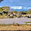 A picture of Saadani national park