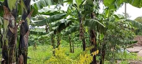 A picture of  35m House on Sale At Matugga kavule tarmac view