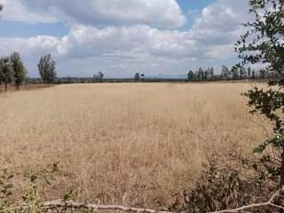 Ngugi K.