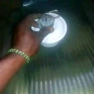 A picture of Osole gbewa