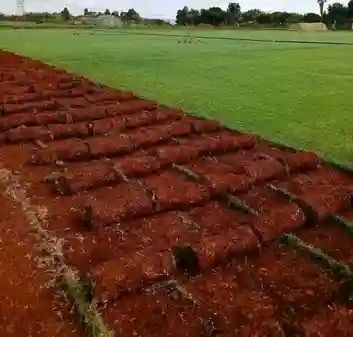 lawn