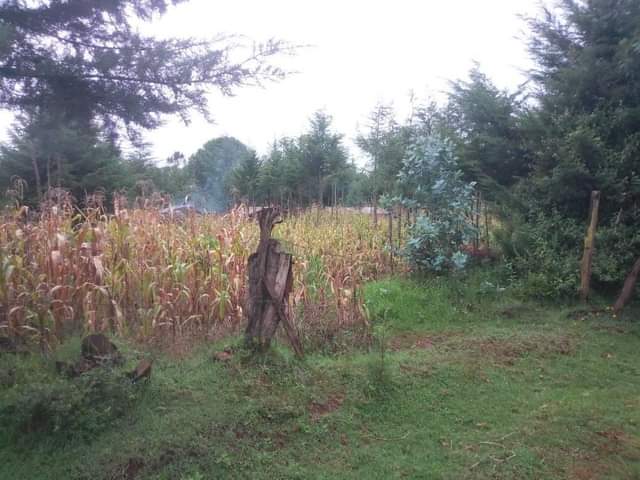 Mwangi I.