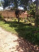 A picture of Poloti