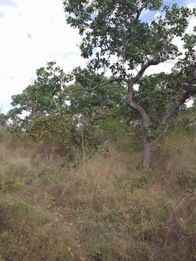 A picture of SHAMBA HEKA 5 LINAUZWA LIPO KARIBU NA UMEME NA LIPO