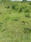 A picture of 30 acres of land for sale in kalong Nakasongola district