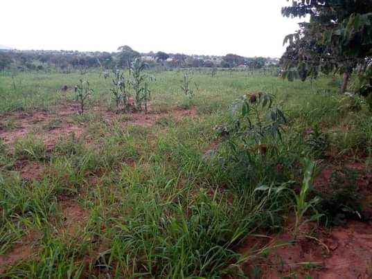 A picture of 300 hectres for lease at bungu kibiti call me 0717907020
