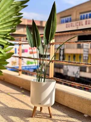 A picture of Artificial Plants and Flowers