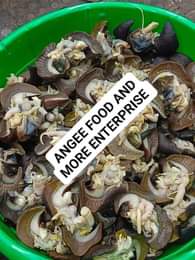 A picture of We have bush snails available for pickup dried to export