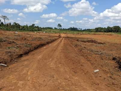 A picture of Kasanje Buwaya Estate