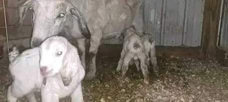 A picture of NEW GALLA GOATS