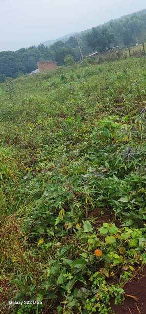 A picture of Plot 50 100 12m 100 100 24m