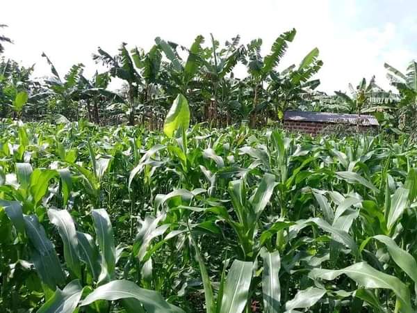 A picture of ANTI MR PROPERTY MANAGEMENT PLOT FOR SALE LOCATED AT KAPEEKA