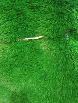 A picture of Gras carpet per square meters