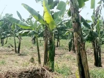 A picture of Land