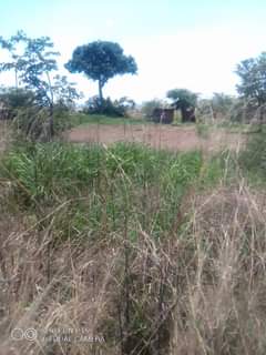 stands