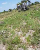 A picture of Kiwanja vinauzwa kigamboni buyuni