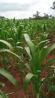 A picture of LUWERO KAKOOGE Farmland of 3 Arces on sale 6 5m