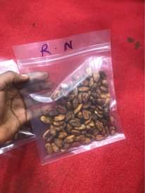 A picture of Cocoa bean