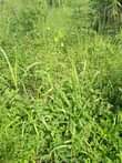 A picture of 4acres at 44m electricity and water available 14km from kikyusa