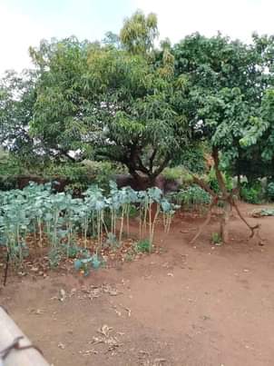chilenje