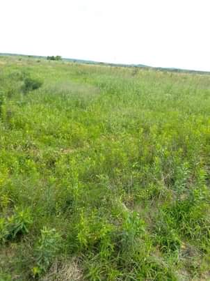 stands