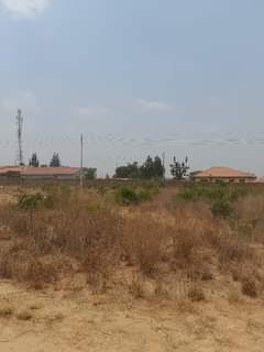 stands