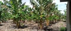 A picture of 6 acres for sale with different projects at 132m 22m