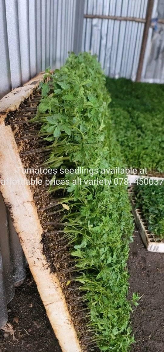 seedlings