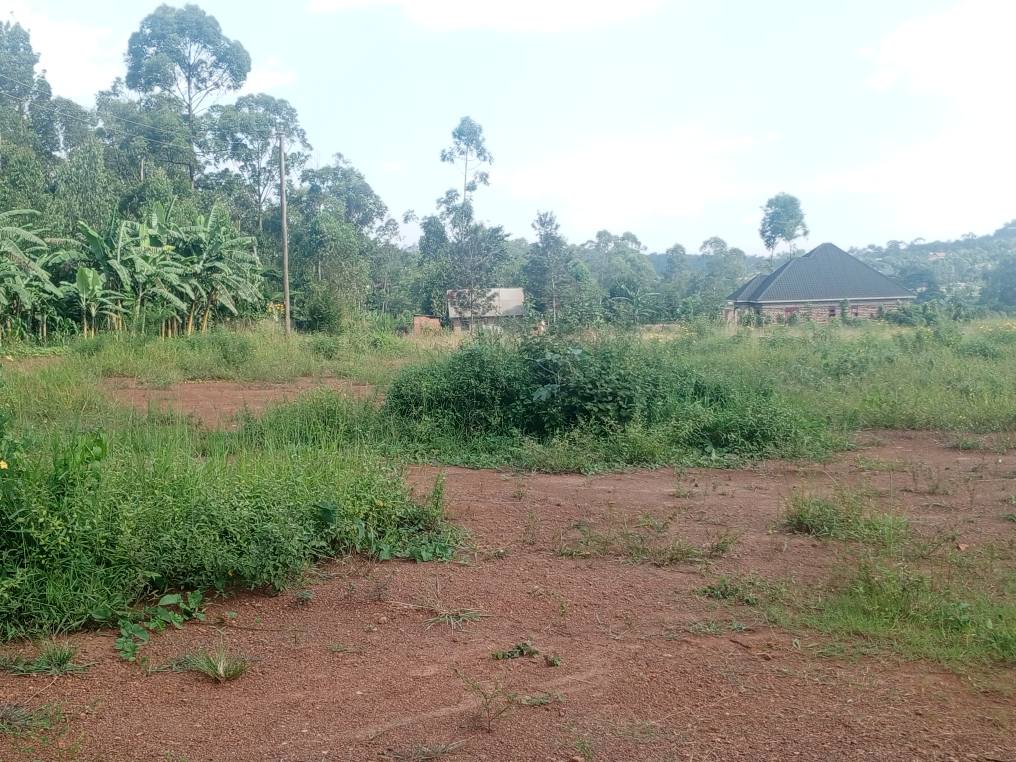 A picture of HOT DEAL ON QUICK SALE 14 5M Beyi yabusubuzi plot