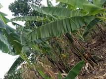 A picture of 3 fertile acres for sale with electricity and water all