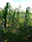 A picture of 1 arce for sale at wobulenzi kikoza with already cut