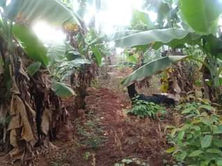 A picture of PLOT 50 171FT FOR SALE IN KYANUUNA ALONG HOIMA ROAD