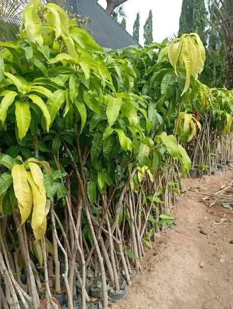A picture of Malaysian supergene oil palm seedlings
