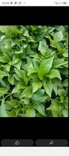 seedlings