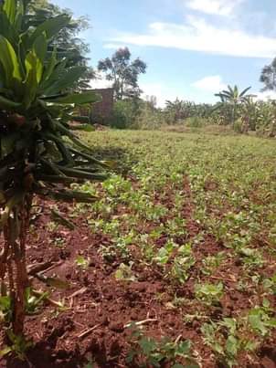 A picture of PLOT 70 100FT FOR SALE IN NAKASEKE KAPEEKA 4KM FROM