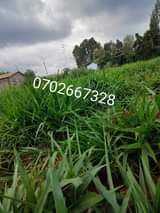 grass
