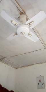fans