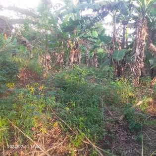 A picture of Half acre an acre kabaka land