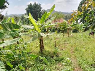 A picture of Uwanja 20M20M unauzwa milioni 27 Moshono E Complex mawasiliano 0784269583