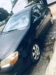A picture of cerato