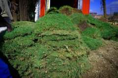 grass