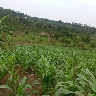 A picture of LAND