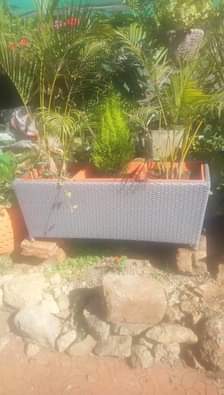 plants