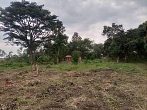 A picture of  URGENTLY MONEY NEEDED TODAY Location Mityana Land size 100