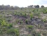A picture of Viwanja