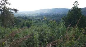A picture of  HOT DEAL QUICK 6.5m each SALE 80 ACRES OF