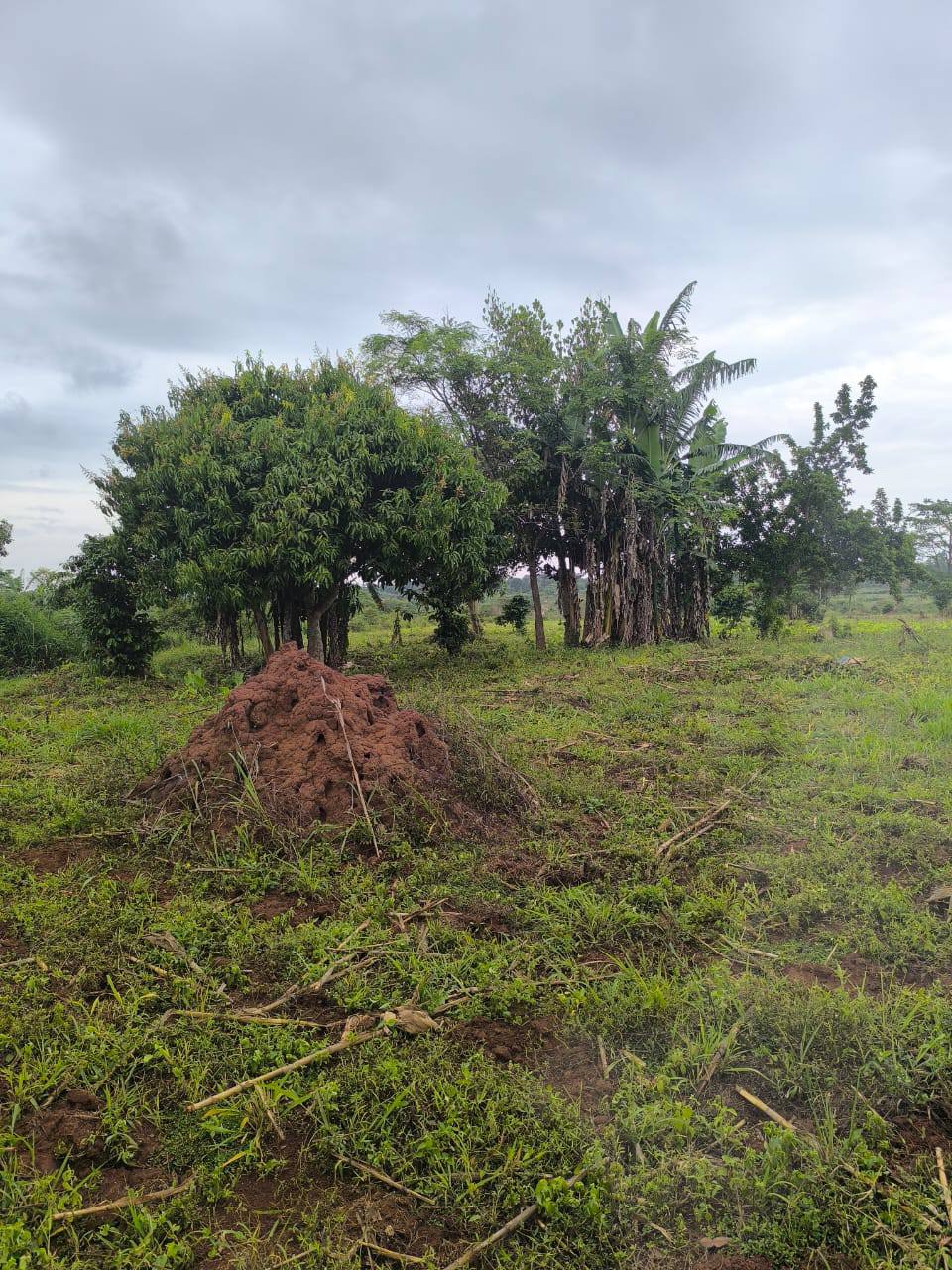 A picture of LUWERO KAKOOGE LAND Farmland of 5 Acres 13m Ugx per