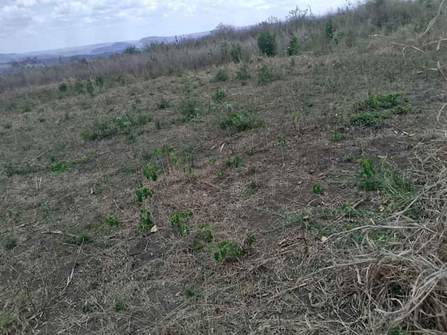 A picture of Shamba KIWANGWA